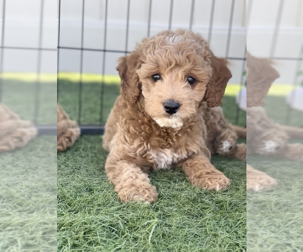 Medium Photo #4  Breeder Profile in MENIFEE, CA, USA