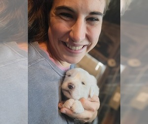Great Pyrenees Dog Breeder near WALKER, IA, USA