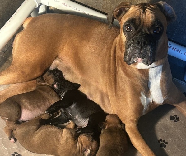 Medium Photo #9  Breeder Profile in LIMA, OH, USA