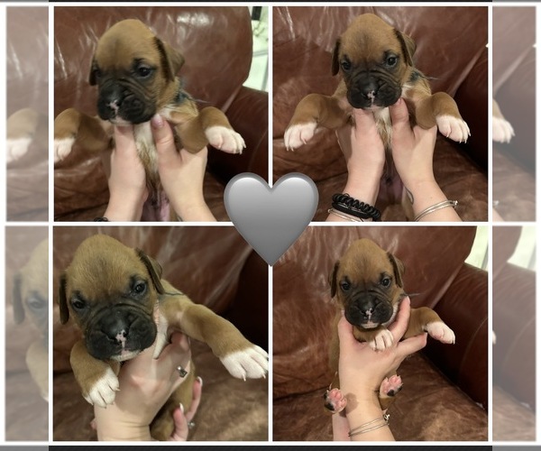 Medium Photo #1  Breeder Profile in EAST FREETOWN, MA, USA