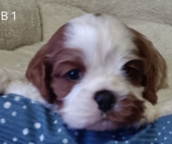 Medium Photo #5  Breeder Profile in AKELEY, MN, USA