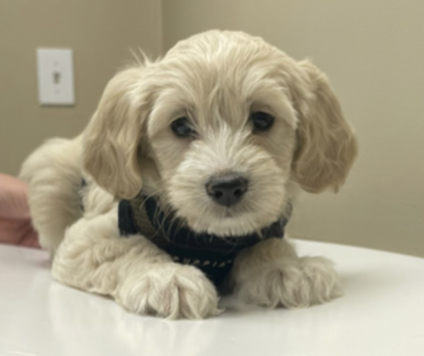 Medium Photo #1  Breeder Profile in ELLENWOOD, GA, USA