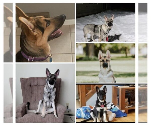 Medium Photo #1  Breeder Profile in STANLEY, WI, USA