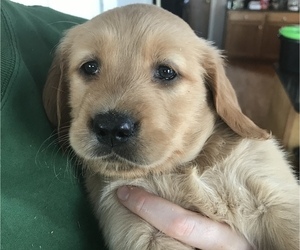 Golden Retriever Dog Breeder near SOUTH WATERFORD, ME, USA