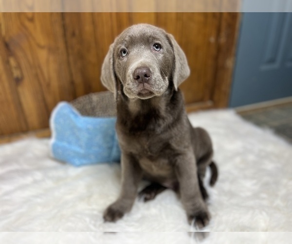 Medium Photo #63  Breeder Profile in NEOLA, WV, USA