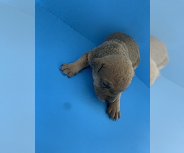 Medium Photo #30  Breeder Profile in ORANGE, NJ, USA