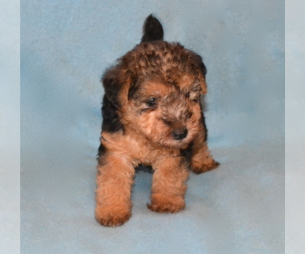 Medium Photo #1  Breeder Profile in THEODOSIA, MO, USA
