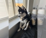 Small breeder photo