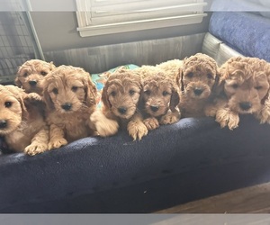 Cock-A-Poo-Goldendoodle Mix Dog Breeder near CONCORD TWP, OH, USA