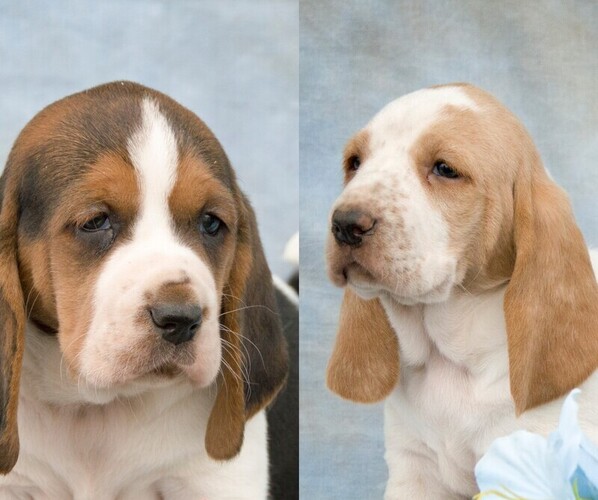 Medium Photo #1  Breeder Profile in CLARE, MI, USA