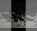 Small #1 Breeder Profile image