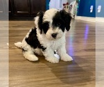 Small #8 Breeder Profile image