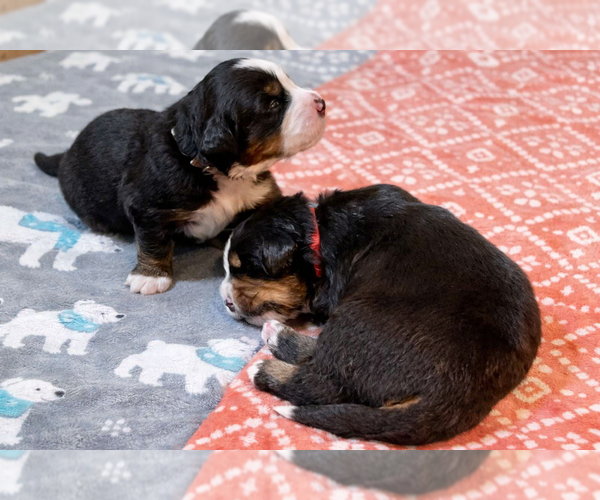 Medium Photo #14  Breeder Profile in O FALLON, MO, USA
