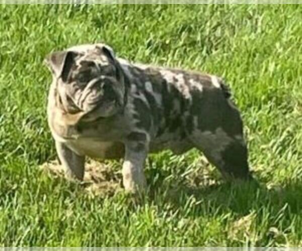 Medium Photo #2  Breeder Profile in MARSHFIELD, MO, USA