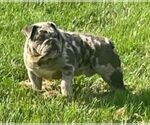 Small #1 Breeder Profile image