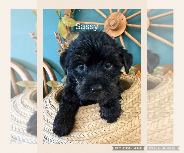 Medium Photo #12  Breeder Profile in BENNINGTON, IN, USA