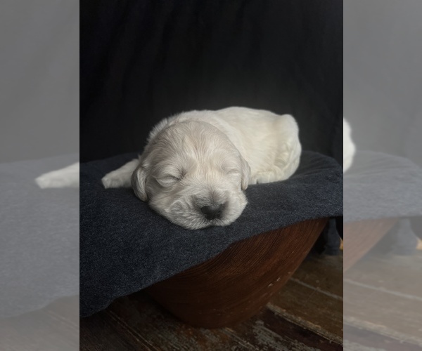 Medium Photo #8  Breeder Profile in ALPENA, MI, USA