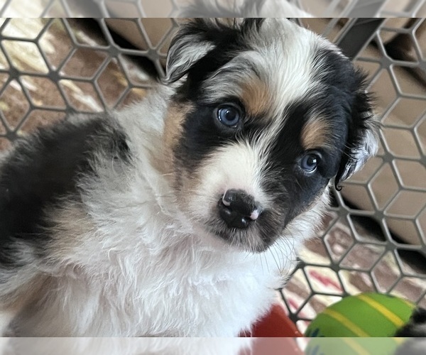Medium Photo #1  Breeder Profile in GREER, SC, USA