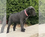 Small Photo #4  Breeder Profile in JOLIET, IL, USA
