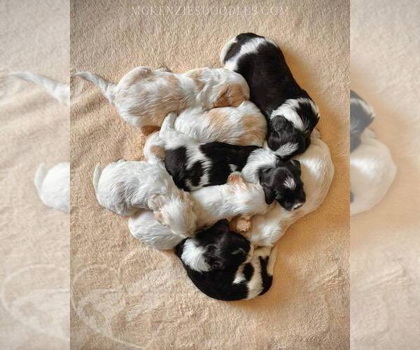 Medium Photo #12  Breeder Profile in MIDDLETOWN, VA, USA