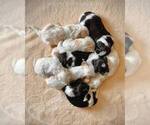 Small #11 Breeder Profile image