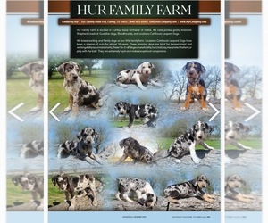 Bloodhound Dog Breeder near CUMBY, TX, USA