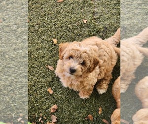 Goldendoodle (Miniature) Dog Breeder in MULBERRY,  USA