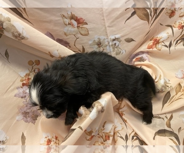 Medium Photo #3  Breeder Profile in HENNIKER, NH, USA