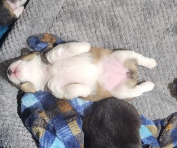 Medium Photo #31  Breeder Profile in AMERICUS, KS, USA