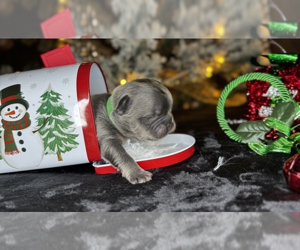 Medium Photo #3  Breeder Profile in SPRINGFIELD, MO, USA