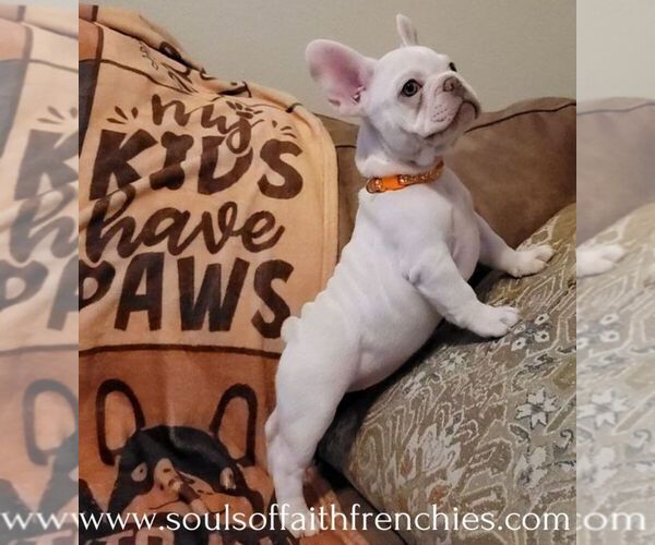 Medium Photo #1  Breeder Profile in SAN ANTONIO, TX, USA