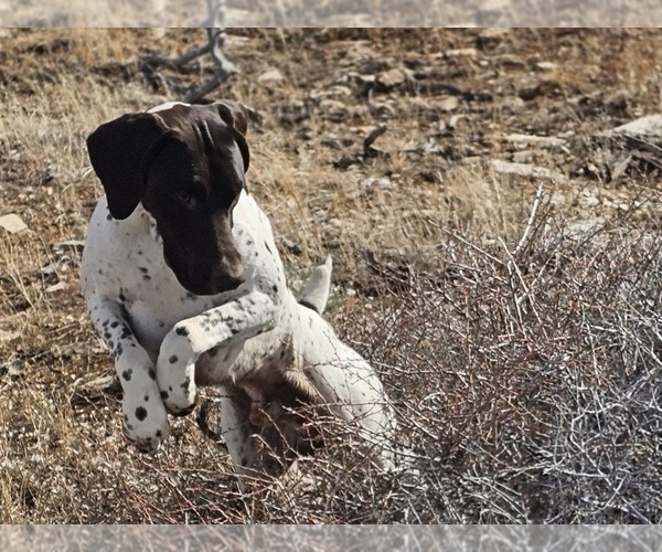 Medium Photo #3  Breeder Profile in EVANSVILLE, WY, USA