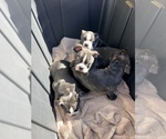 Small breeder photo