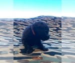 Small #33 Breeder Profile image