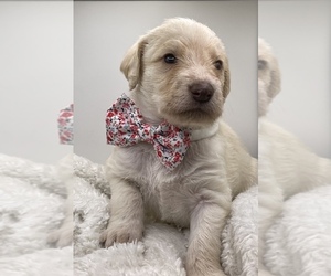 Main photo of Poodle (Standard) Dog Breeder near LADY LAKE, FL, USA