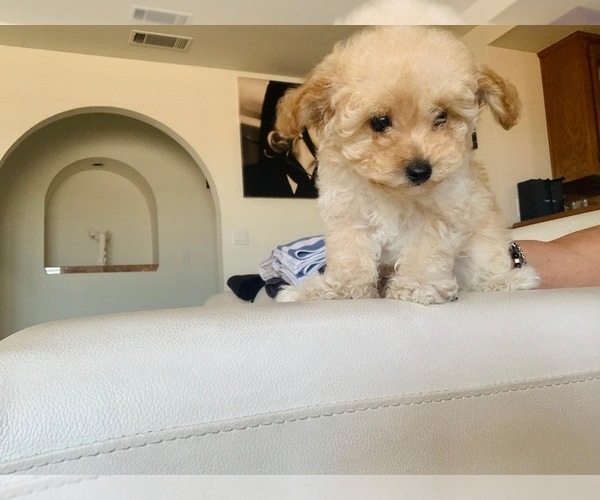 Medium Photo #33  Breeder Profile in VICTORVILLE, CA, USA