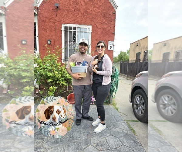 Medium Photo #13  Breeder Profile in HAWTHORNE, CA, USA