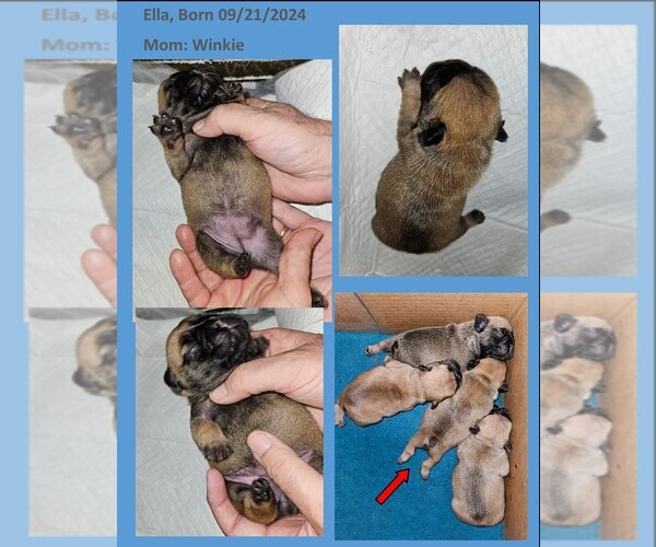 Medium Photo #3  Breeder Profile in BASTROP, TX, USA