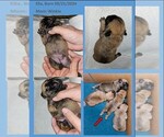 Small #2 Breeder Profile image