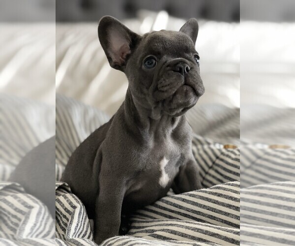 Medium Photo #2  Breeder Profile in FONTANA, CA, USA