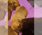 Small breeder photo
