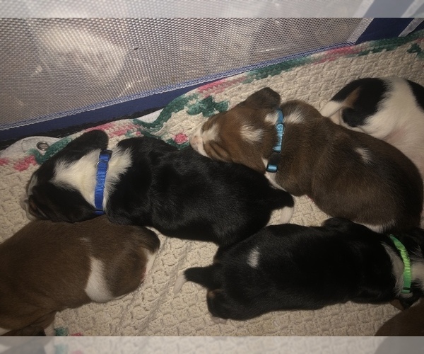 Medium Photo #1  Breeder Profile in HOUSTON, PA, USA