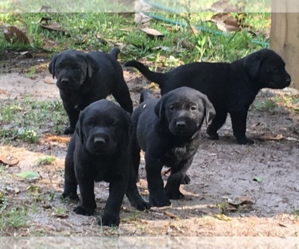 Medium Photo #1  Breeder Profile in CRAWFORDVILLE, FL, USA