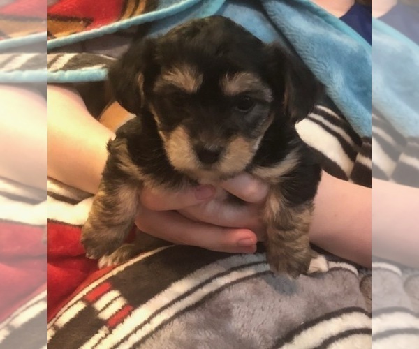 Medium Photo #38  Breeder Profile in SCOTTSDALE, AZ, USA