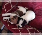 Small #1 Breeder Profile image