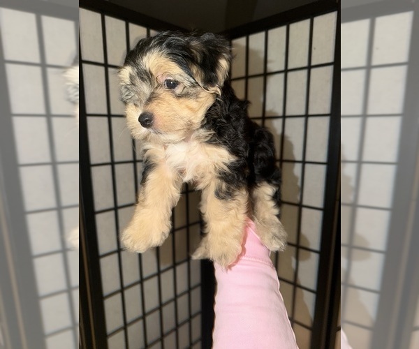 Medium Photo #2  Breeder Profile in DANIA BEACH, FL, USA