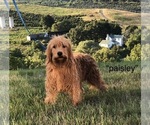 Small #9 Breeder Profile image