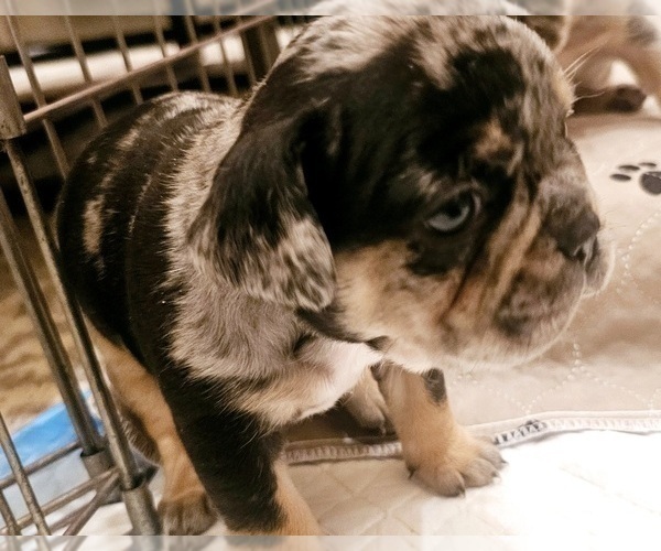 Medium Photo #20  Breeder Profile in CHINO HILLS, CA, USA