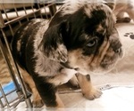 Small #19 Breeder Profile image
