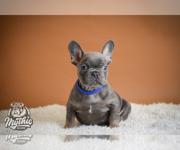 Medium Photo #1  Breeder Profile in BRIDGEWATER, NJ, USA